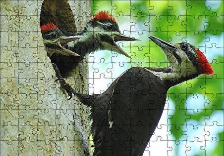 Cakapuzzle  Ağaçkakan ve Yuvada Aç Yavruları Puzzle Yapboz MDF Ahşap