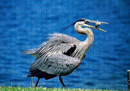 Cakapuzzle  Balıkçıl ve Ağzında Yemeği Puzzle Yapboz MDF Ahşap