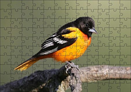 Cakapuzzle  Dalda Turuncu Siyah Egzotik Kuş Puzzle Yapboz MDF Ahşap