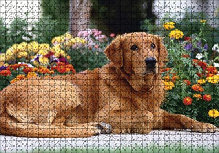 Cakapuzzle  Kahverengi Golden Rertriever ve Çiçekler Puzzle Yapboz MDF Ahşap