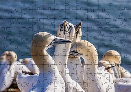 Cakapuzzle  Deniz ve Sümsük Kuşları Puzzle Yapboz MDF Ahşap