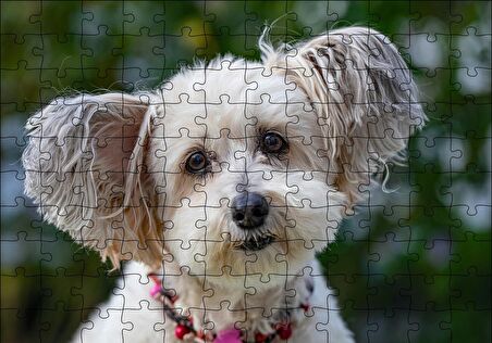 Cakapuzzle  Sevimli Beyaz Terrier Puzzle Yapboz MDF Ahşap