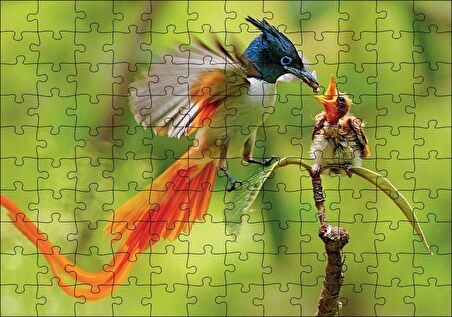 Cakapuzzle  Sinekkapan Kuşu Yavrusunu Besliyor Puzzle Yapboz MDF Ahşap