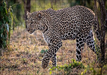 Cakapuzzle  Kuru Otların Üzerinde Yürüyen Leopar Puzzle Yapboz MDF Ahşap
