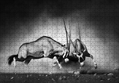 Cakapuzzle  Antilop Kavgası Puzzle Yapboz MDF Ahşap