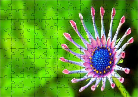 Cakapuzzle  Güney Afrika Papatyası Görseli Puzzle Yapboz MDF Ahşap