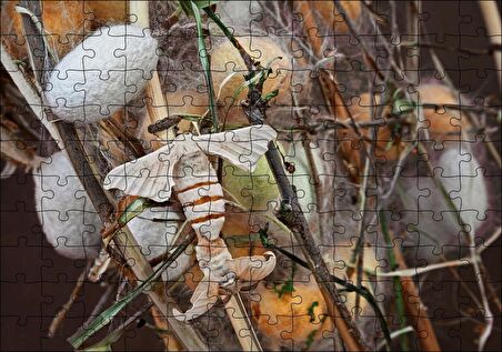 Cakapuzzle  İpek Böceği Ve Kozası Görseli Puzzle Yapboz MDF Ahşap