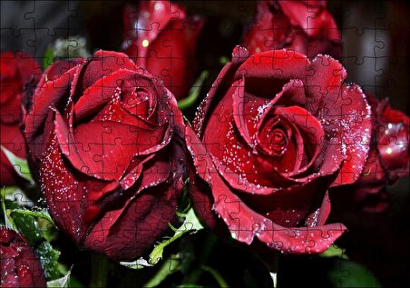 Cakapuzzle  Kırmızı Güller ve Çiy Damlaları Puzzle Yapboz MDF Ahşap