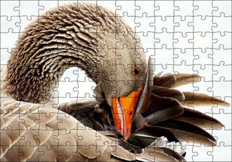 Cakapuzzle  Kanadını Temizleyen Kahverengi Kaz Görseli Puzzle Yapboz MDF Ahşap