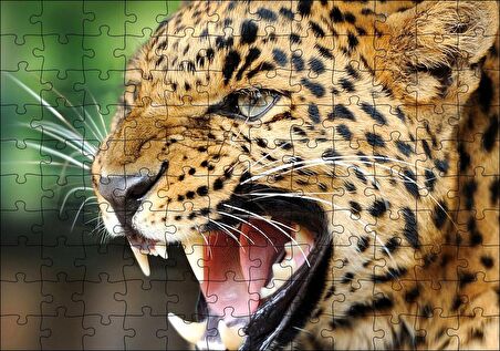 Cakapuzzle  Kükreyen Güzel Leopar Görseli Puzzle Yapboz MDF Ahşap