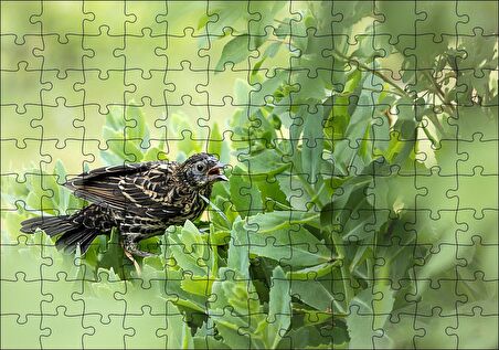 Cakapuzzle  Yeşillikler İçinde Sığırcık Kuşu Görseli Puzzle Yapboz MDF Ahşap