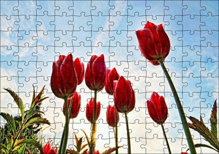 Cakapuzzle  Kırmızı Lale Bahçesi Görseli Puzzle Yapboz MDF Ahşap