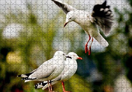 Cakapuzzle  Martılar Kıyameti Kopmak Üzere Puzzle Yapboz MDF Ahşap