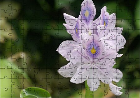 Cakapuzzle  Sümbül Yakın Plan Puzzle Yapboz MDF Ahşap