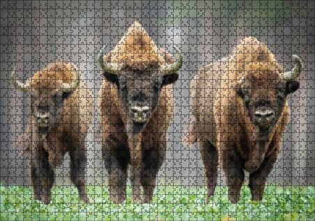 Cakapuzzle  Bieszczady Bizonu Görseli Puzzle Yapboz MDF Ahşap