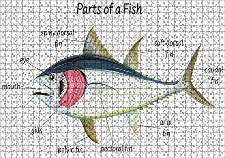 Cakapuzzle  Orkinos Balığının Fiziki Şeması Görseli Puzzle Yapboz MDF Ahşap