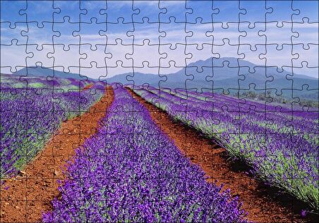 Cakapuzzle  Avustralya Tazmanya Lavanta Tarlaları Puzzle Yapboz MDF Ahşap