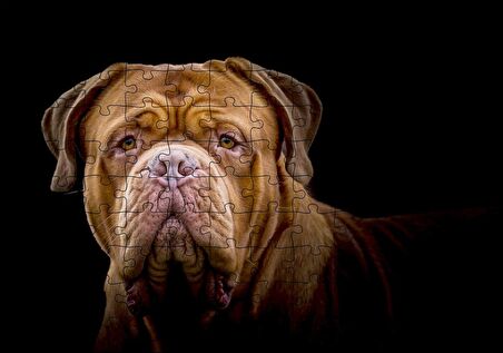 Cakapuzzle Bulldog Yakın Çekim Karanlık Arka Plan Puzzle Yapboz MDF Ahşap