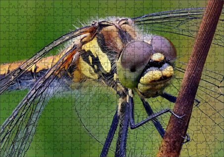 Cakapuzzle Dişi Yusufçuk Makro Çekim Puzzle Yapboz MDF Ahşap