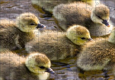Cakapuzzle Gölde Yüzen Sarı Ördek Yavruları Puzzle Yapboz MDF Ahşap