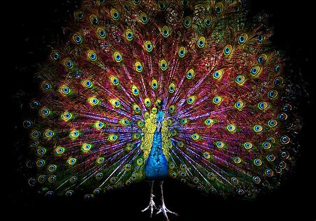 Cakapuzzle Görkemli Kuyruğuyla Tavus Kuşu Karanlık Arka Plan Puzzle Yapboz MDF Ahşap