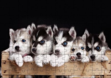 Cakapuzzle Tahta Kasa İçinde Beş Husky Yavrusu Puzzle Yapboz MDF Ahşap