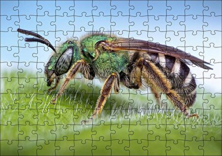 Cakapuzzle Yaprağın Üzerindeki Yaban Arısı Makro Çekim Puzzle Yapboz MDF Ahşap