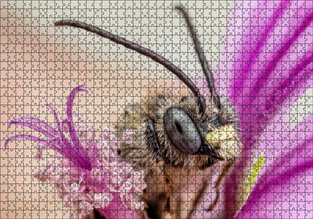Cakapuzzle Eflatun Çiçeklerin Arasında Boynuzlu Arı Yakın Çekim Puzzle Yapboz MDF Ahşap
