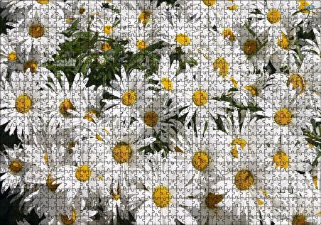 Cakapuzzle Beyaz Büyük Papatyalar Puzzle Yapboz MDF Ahşap