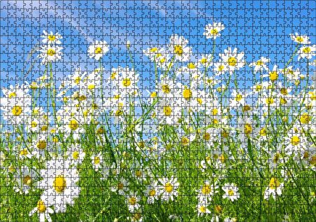 Cakapuzzle Beyaz Papatyalar ve Mavi Gökyüzü Puzzle Yapboz MDF Ahşap