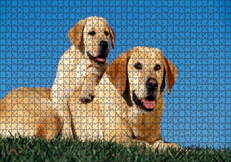 Cakapuzzle Çayırda Anne Labrador ve Yavrusu Puzzle Yapboz MDF Ahşap