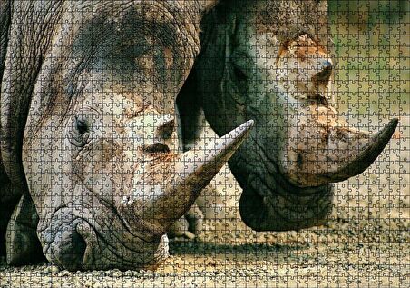 Cakapuzzle Efsanevi Gergedanlar Yakın Çekim Puzzle Yapboz MDF Ahşap