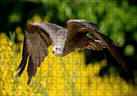Cakapuzzle Doğada Alçakta Uçan Şahin Görseli Puzzle Yapboz MDF Ahşap