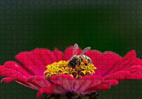 Cakapuzzle Kırmızı Çiçekten Polen Toplayan Balarısı Puzzle Yapboz MDF Ahşap