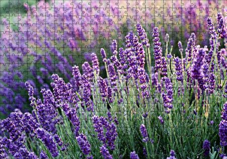 Cakapuzzle Lavanta Tarlası Yakın Çekim Detay Puzzle Yapboz MDF Ahşap
