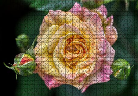 Cakapuzzle Pembe Sarı Gül Yakın Çekim Puzzle Yapboz MDF Ahşap