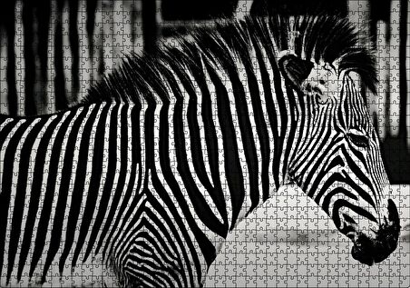 Cakapuzzle Benzersiz Deseniyle Zebra Yakın Çekim Puzzle Yapboz MDF Ahşap