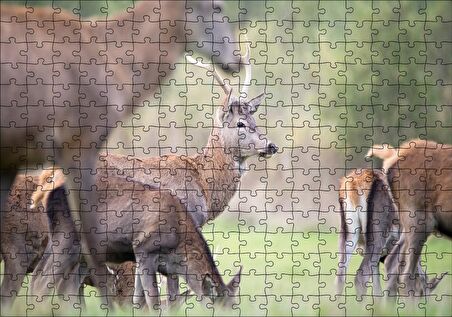 Cakapuzzle Çayırda Otlayan Ren Geyikleri Puzzle Yapboz MDF Ahşap