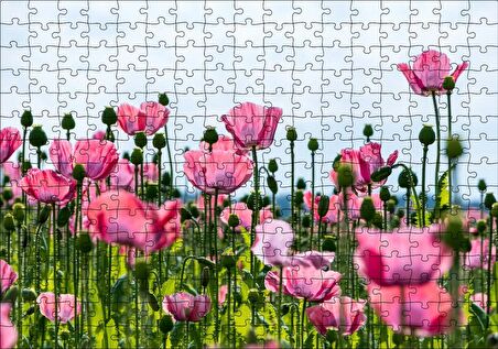 Cakapuzzle Çayırda Pembe Gelincikler ve Gökyüzü Puzzle Yapboz MDF Ahşap