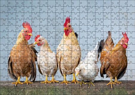 Cakapuzzle Duvarın Üstünde Kahverengi Beyaz Tavuklar Puzzle Yapboz MDF Ahşap
