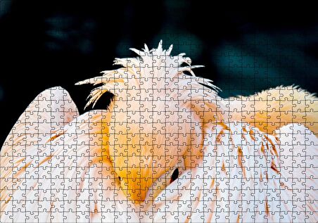 Cakapuzzle Kanatları Arasına Gömülmüş Pelikan Yakın Çekim Puzzle Yapboz MDF Ahşap