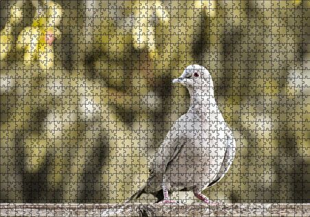 Cakapuzzle Kütük Üzerinde Gri Kumru Flu Arka Plan Puzzle Yapboz MDF Ahşap