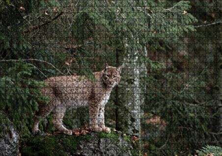 Cakapuzzle Ormanda Yosunlu Kayanın Üzerindeki Vaşak Puzzle Yapboz MDF Ahşap