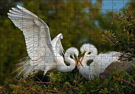 Cakapuzzle Birbirine Kur Yapan Ak Balıkçıl Kuşları Puzzle Yapboz MDF Ahşap