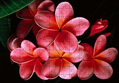 Cakapuzzle Büyük Kırmızı Yapraklı Plumeria Çiçeği Puzzle Yapboz MDF Ahşap