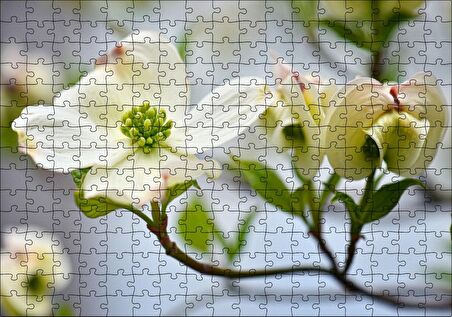 Cakapuzzle Dallar Beyaz Çiçekler Yeşil Tohumlar Yakın Çekim Puzzle Yapboz MDF Ahşap