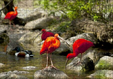 Cakapuzzle Nehir Kenarında Taşlar Kızıl Balıkçıllar ve Ördekler Puzzle Yapboz MDF Ahşap
