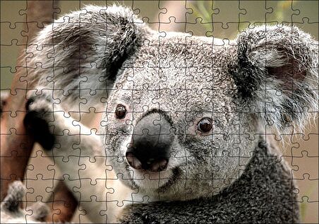 Cakapuzzle Ağaçtaki Sevimli Koala Yakın Çekim Puzzle Yapboz MDF Ahşap