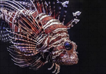 Cakapuzzle Aslan Balığı Yakın Çekim Karanlık Arka Plan Puzzle Yapboz MDF Ahşap