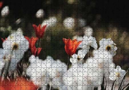 Cakapuzzle Beyaz ve Kırmızı Gelincikler Flu Arka Plan Puzzle Yapboz MDF Ahşap